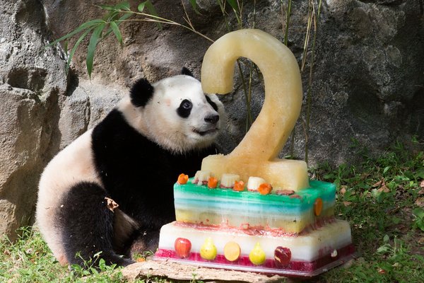 Bao Bao just celebrated her second birthday with a frozen fruitsicle cake, and Tai Shan turned 10 earlier this year, making him ready to try for his own set of cubs. Photo credit: Michael Reynolds, European Pressphoto Agency.