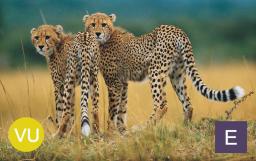 Cheetah (Acinonyx jubatus). Photo credit: IFAW.