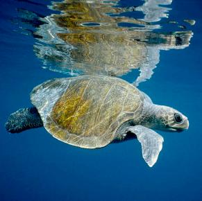 olive-ridley-sea-turtle-lepidochelys-tui-de-roy