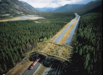 This wildlife overpass in Canada helps animals cross roads safely.  Photo credit: K Gunson.