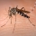 5 reasons we shouldn’t kill every last buzzing, annoying, blood-sucking mosquito