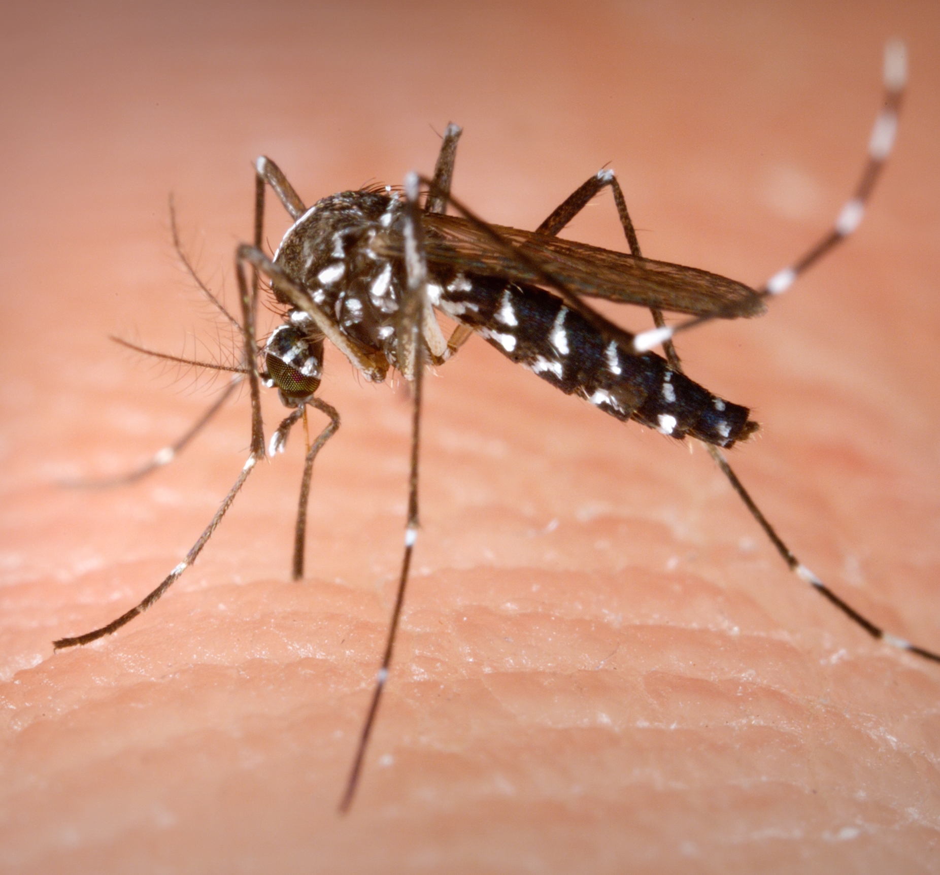 tiger-mosquito-zika