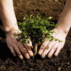 Can-Reforestation-Save-the-Planet