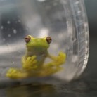 Captive breeding amphibian