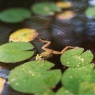 Frog pond Lonny