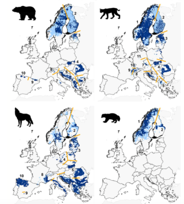 Chapron et al. 2015 carnivore occurence map