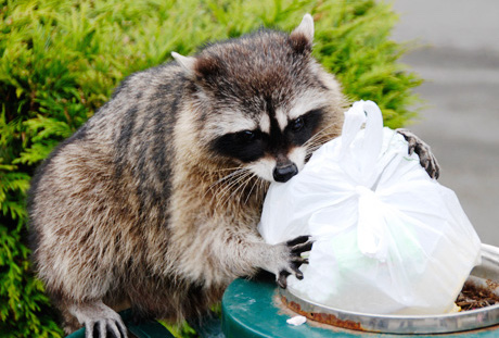 garbage-can-wildlife