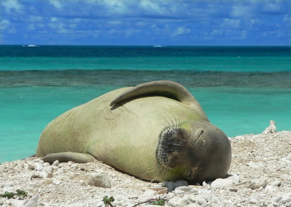 Monk-seal